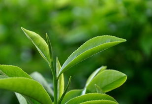 祥好韻茶葉產(chǎn)品 產(chǎn)品圖片 加盟店怎么樣